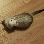 Champaign and white ferret looking up at the camera.