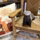 sable ferret on rocking chair