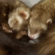 Two brown ferrets sleeping
