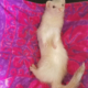 A white ferret laying on her back on a pink hammock.