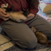 still frame of video of two ferrets, with one on her back getting shoulder scritches.