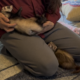 still frame of video of two ferrets, with one on her back getting shoulder scritches.