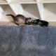 Sable ferret with end of a black sandal in her mouth, dragging it to the left. Her tail is curled in a hook, pointing the direction she is moving.