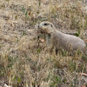 Prairie Dog with grass in mouth.