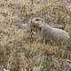 Prairie Dog with grass in mouth.