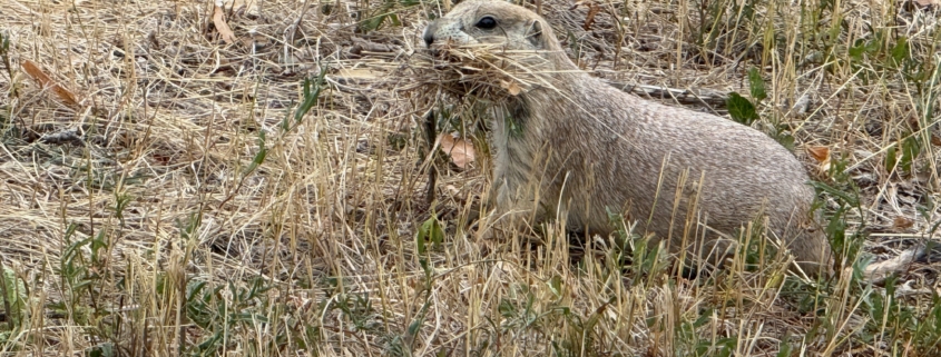 Prairie Dog with grass in mouth.