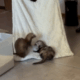 Two ferrets enjoying a ride on a blanket