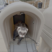 Sable ferret with a white mask inside of a mailbox.