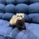 Sable ferret on blue cushion